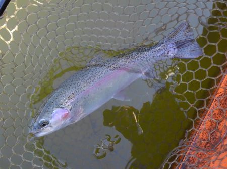 大安トラウトレイク 釣果